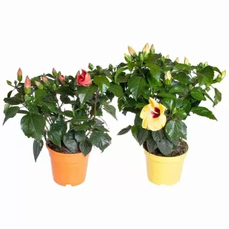 Гибискус гибридный