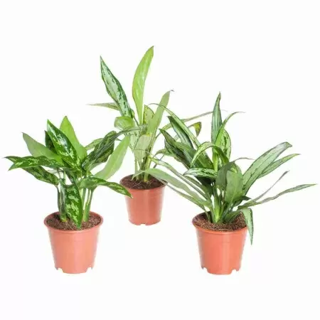 Аглаонема Вайт Ленс