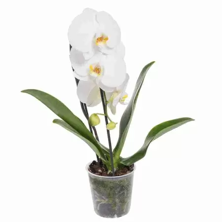 Фаленопсис Токио Каскад 1 ст