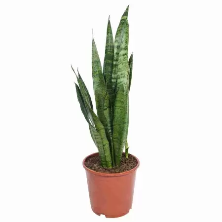 Сансевиерия Зейланика