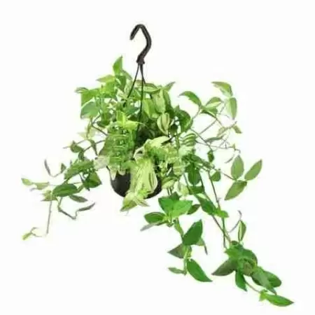 Традесканция Микс ампельная 