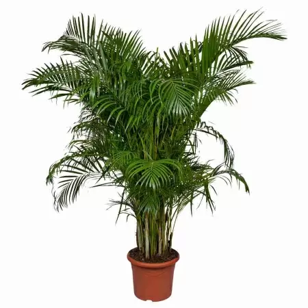 Пальма Арека 