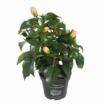 Гибискус Гаваи