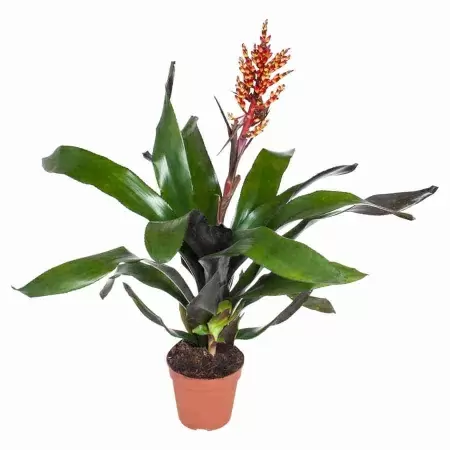 Эхмея Элегант красная