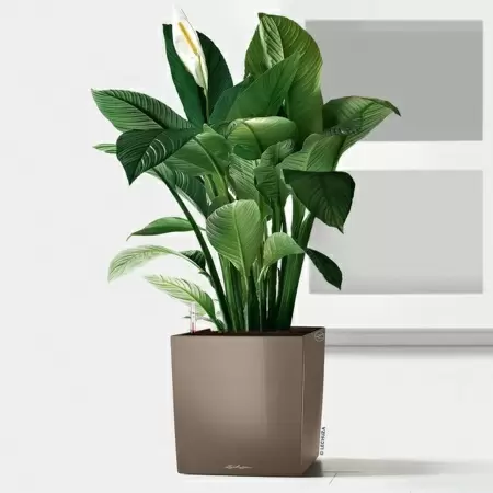 Кашпо Lechuza Cube