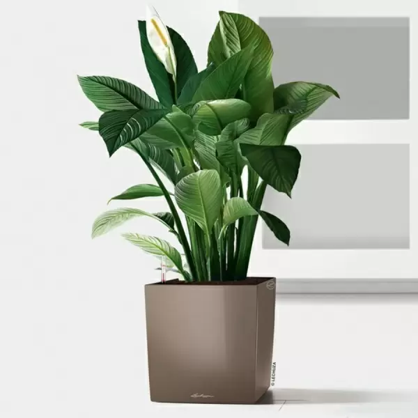 Кашпо Lechuza Cube