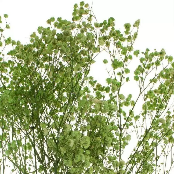 Гипсофила стабилизированная