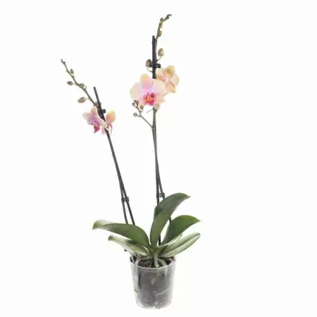 Фаленопсис Меджикал