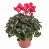 Цикламен Халиос красный