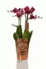 Фаленопсис Дуэтто ассорти 4 ствола