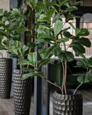 Фикус Лирата искусственный