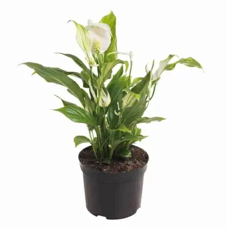 Спатифиллум Вивальди