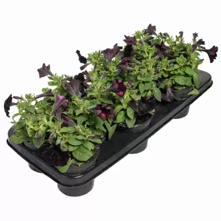 Петуния грандифлора Блэк