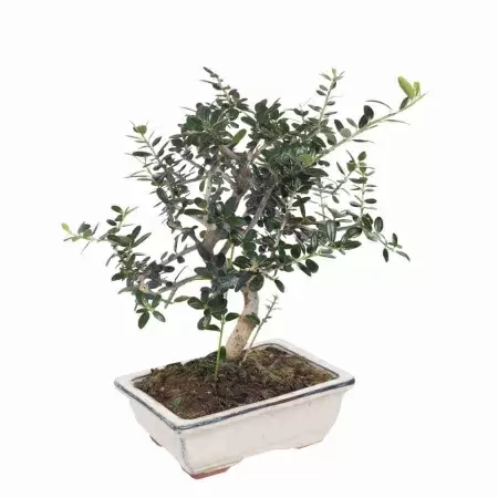 Бонсай Муррайя Паникулата