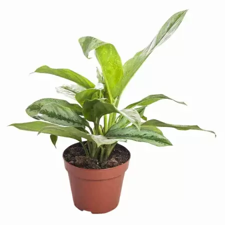 Аглаонема Мери Энн