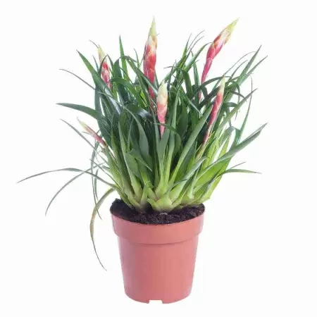 Вриезия Шэннон