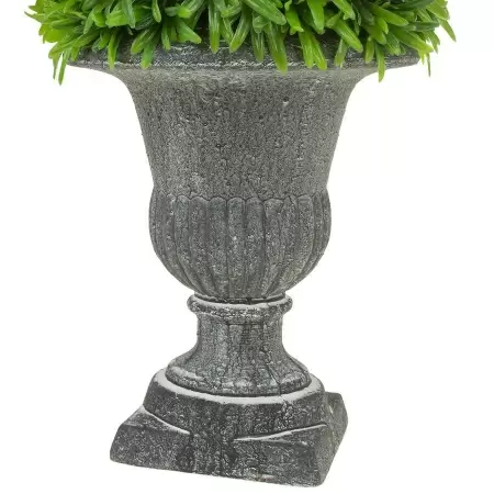 Самшит в кашпо