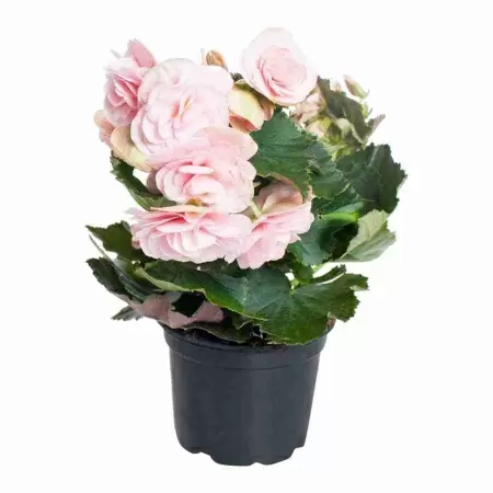 Бегония элатиор Кристина