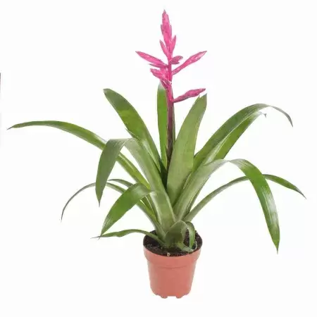 Вриезия Интенсо пинк