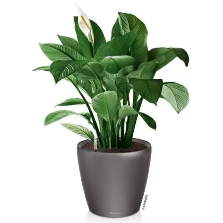 Кашпо Lechuza Classico LS