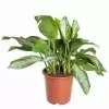 Аглаонема Мери Энн