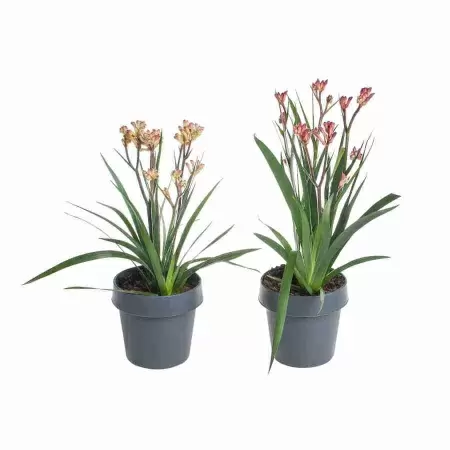 Анигозантус микс