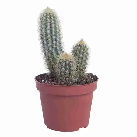 Аустроцефалоцереус Пурпуреа