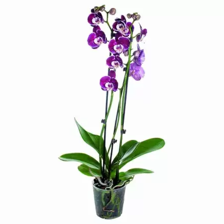 Фаленопсис Сильвион 2 ст