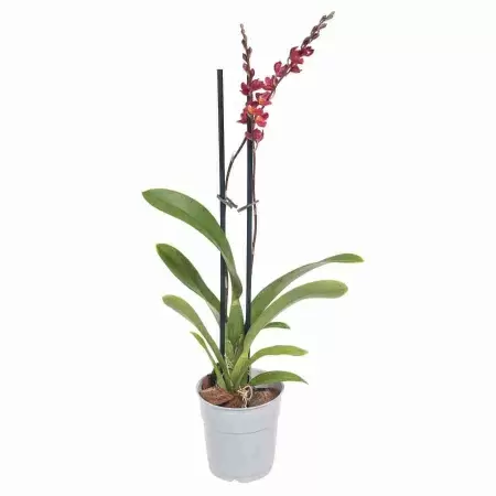 Ховеара Лава Баст 2 ст 