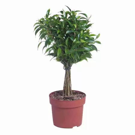 Фикус бенджамина Бабилатос