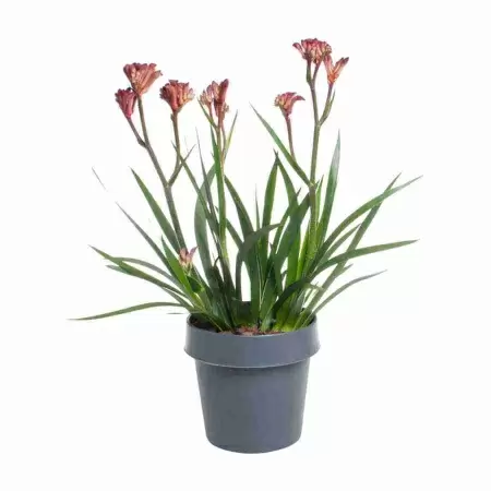 Анигозантус красный