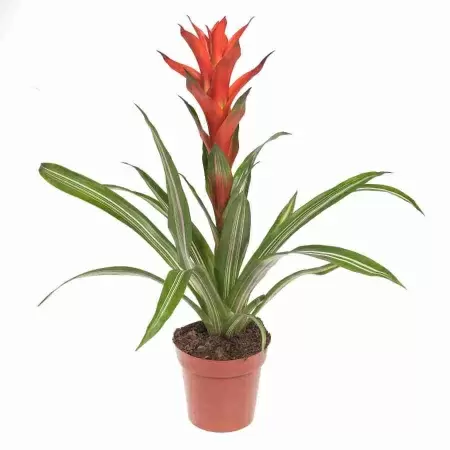 Гузмания Бандера