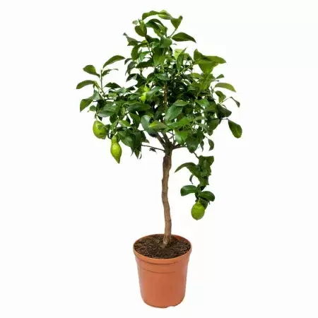 Лимонное дерево