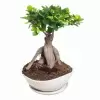 Бонсай фикус микрокарпа Женьшень