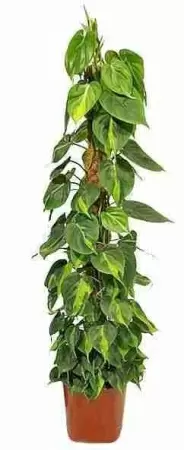 Филодендрон Сканденс моссток