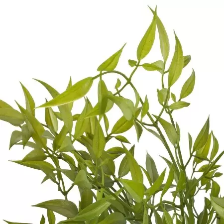 Бамбук искусственный Бамбук искусственный