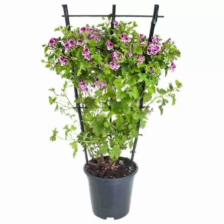 Пеларгония зональная Розовая на решетке