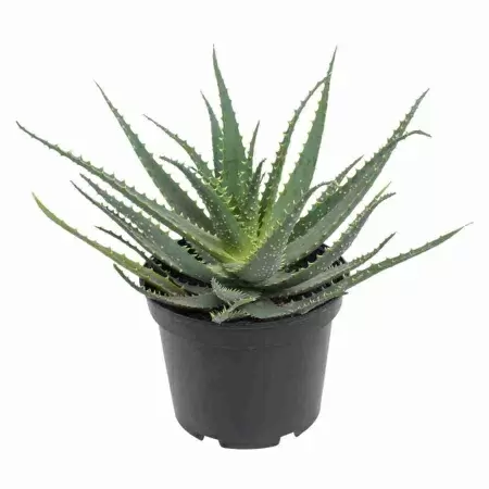 Алоэ Арборесценс