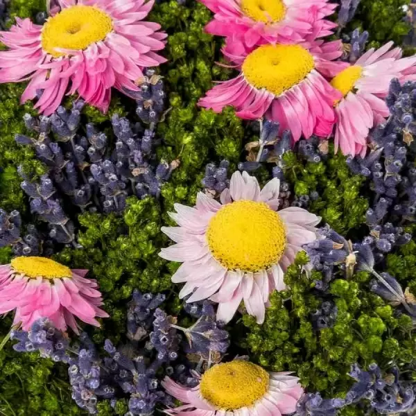 Стабилизированный букет Лаванда с розовым акроклинумом