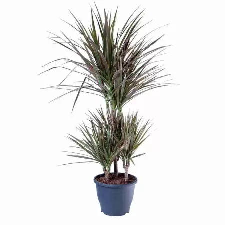 Драцена маргината Биколор карусель