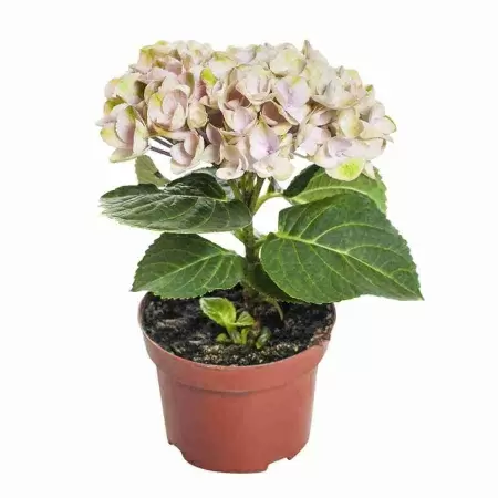 Гортензия Меджикал Революшен розовая