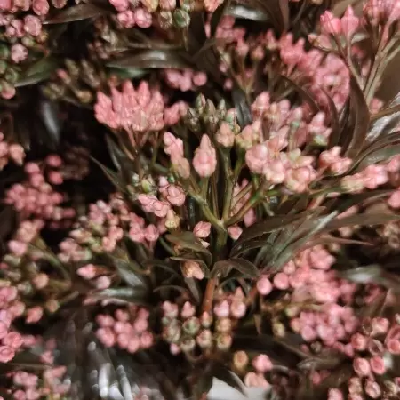 Гиперкиум искусственный