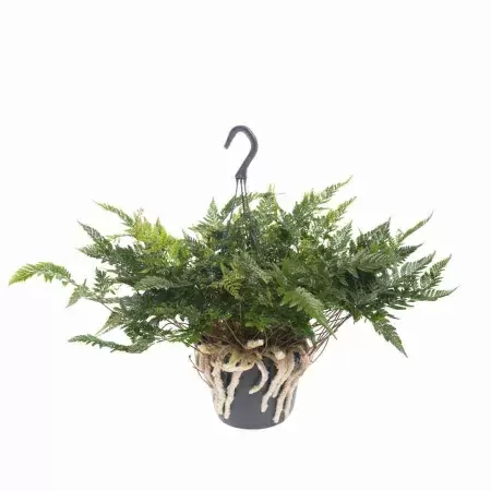 Даваллия ампельная