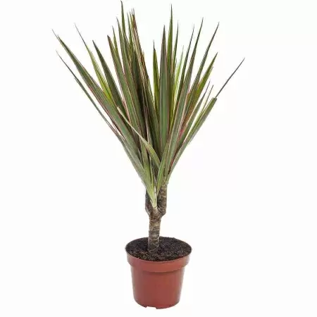 Драцена маргината Биколор 1 ст