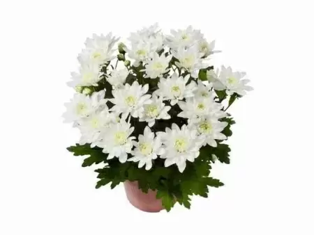Хризантема Белая Кристалл