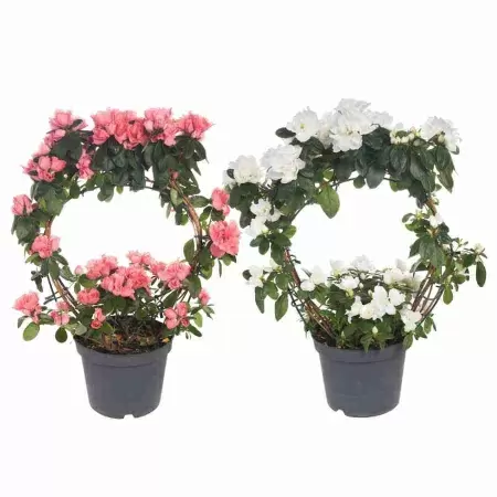 Азалия индика обод