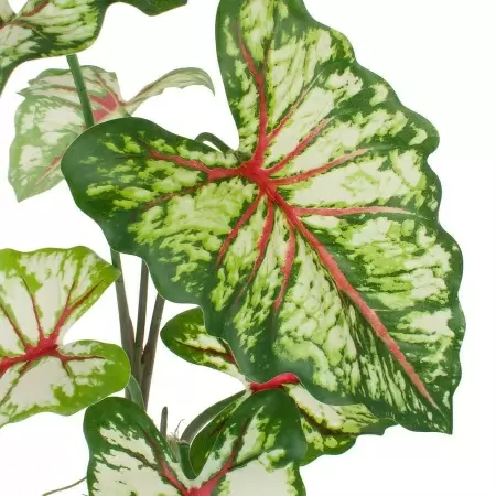 Алоказия искусственная Алоказия искусственная