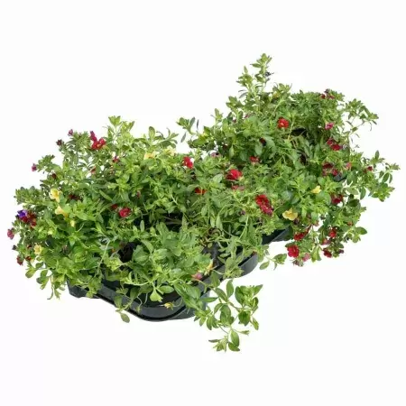 Калибрахоа Миллион колокольчиков