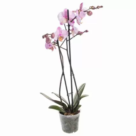 Фаленопсис Лос Анджелес 