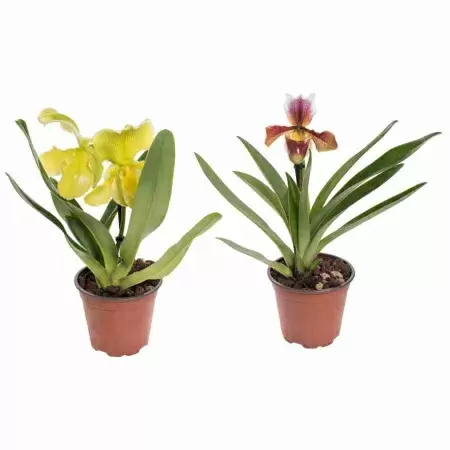 Пафиопедилюм Американский 